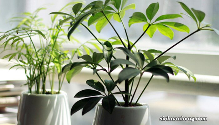 巴西木开花的传说有哪些 巴西木开花的传说