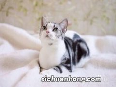 猫咪吐黄水怎么办