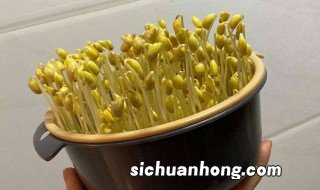 种植豆芽的方法 种植豆芽方法中班的教案