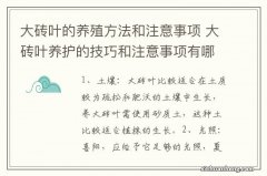 大砖叶的养殖方法和注意事项 大砖叶养护的技巧和注意事项有哪些