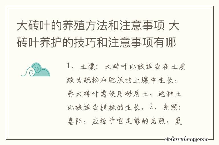 大砖叶的养殖方法和注意事项 大砖叶养护的技巧和注意事项有哪些