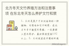 北方冬天文竹养殖方法和注意事项 在东北冬天怎么养护文竹和禁忌有哪些