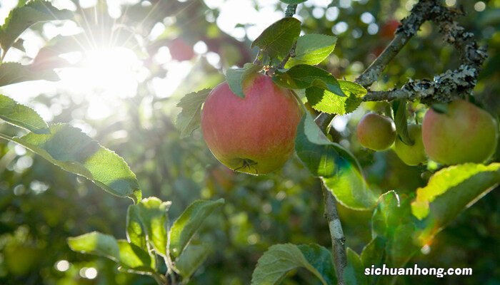 苹果树种植方法及过程视频 苹果树种植方法及过程