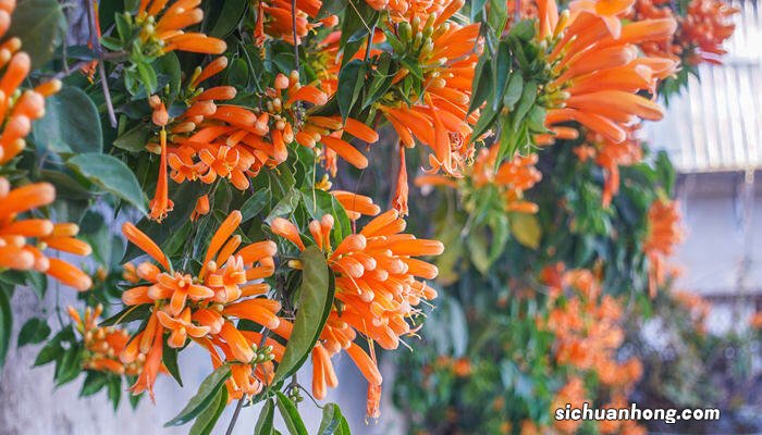 凌霄花干枝多久能发芽出来 凌霄花干枝多久能发芽