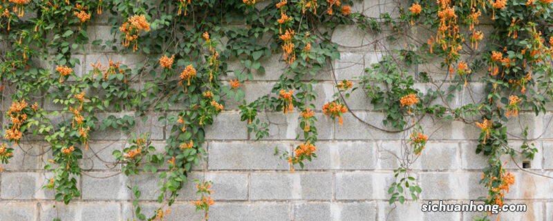 凌霄花干枝多久能发芽出来 凌霄花干枝多久能发芽