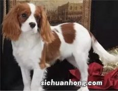 查理士王小猎犬为什么没人养