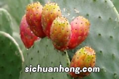 青果的功效与作用有哪些?青果的吃法有哪些?