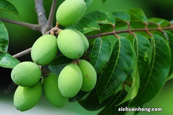 青果的功效与作用有哪些?青果的吃法有哪些?