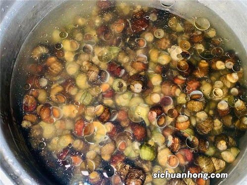 田螺剪掉尾巴泡多久