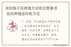 迷你栀子花养殖方法和注意事项 如何养殖迷你栀子花