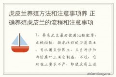 虎皮兰养殖方法和注意事项养 正确养殖虎皮兰的流程和注意事项有什么