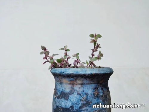 胭脂云怎么爆盆