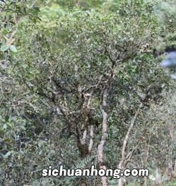 普洱古树茶花怎么喝