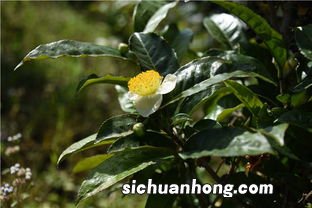 普洱古树茶花怎么喝
