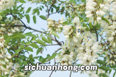 石榴皮熬水喝有哪些功效?石榴皮水可以治疗哪些疾病?