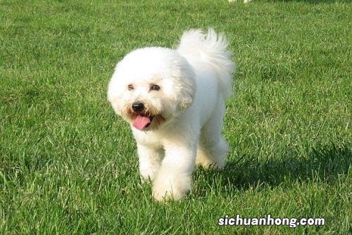 狗狗多大可以带出去溜