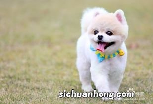 狗狗多大可以带出去溜