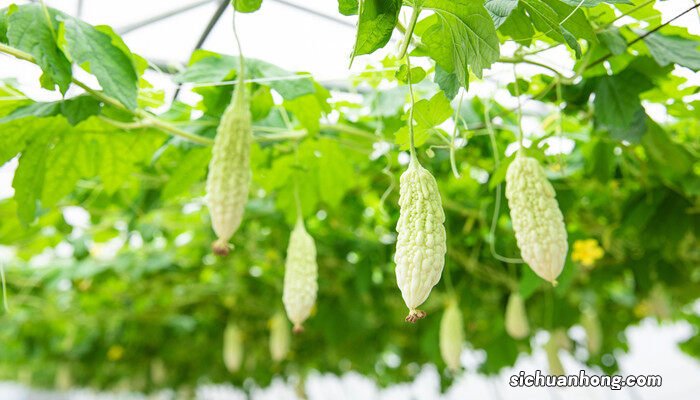 赖葡萄催芽后种子播种多少 赖葡萄怎么催芽