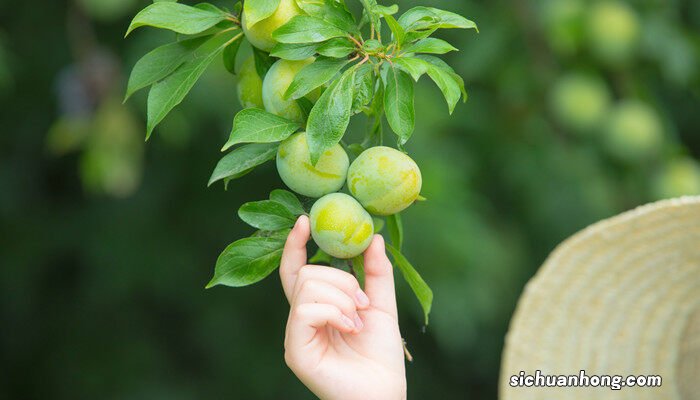 李子树叶子发黄干枯是什么原因
