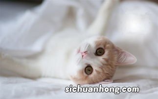 猫厕所放在哪里比较好