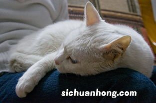 为什么我的猫咪老爱睡觉