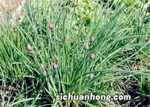 野蒜为什么有毒