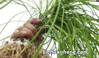 野蒜为什么有毒