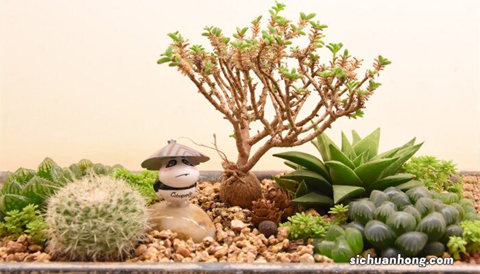 多肉淋雨了会不会死掉 多肉淋雨了会不会死