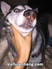 狗狗鼻子流血怎么回事