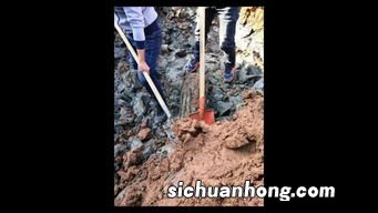 旧什么什么弹