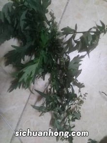 艾草种类怎么区分