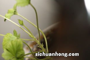 蝴蝶梅怎么养才能开花