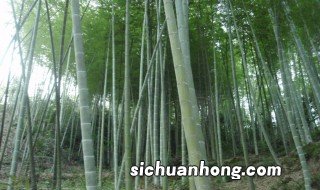 毛竹种子种植方法，毛竹种子种植方法图片