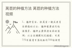 莴苣的种植方法 莴苣的种植方法视频