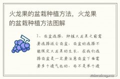 火龙果的盆栽种植方法，火龙果的盆栽种植方法图解