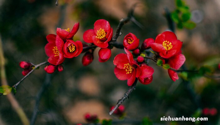 海棠花品种及图片大全 海棠花品种