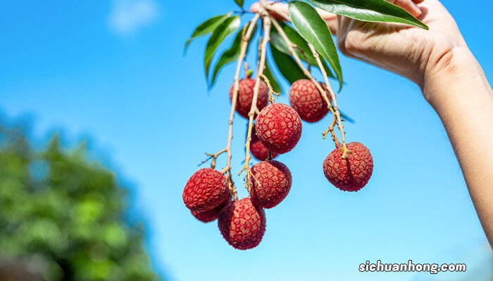 北方可以种荔枝树吗冬天 北方可以种荔枝树吗