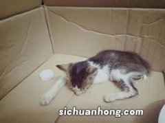 两个月的猫能洗澡吗