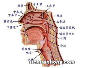 什么汤治咽喉炎