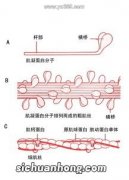 细肌丝主要由什么组成