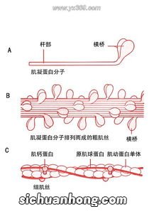 细肌丝主要由什么组成