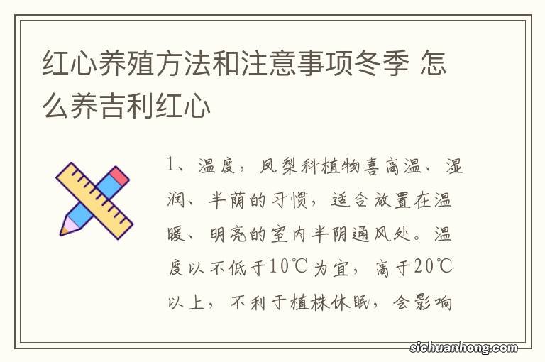 红心养殖方法和注意事项冬季 怎么养吉利红心
