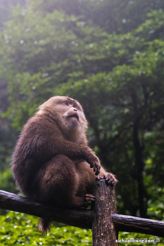 冬游峨眉,踏进“雾凇”织就的绝美仙境