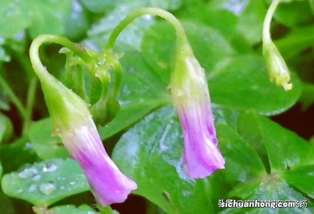 网红打卡地,顺峰山公园,既大气,又娇俏,它为什么会那么红?