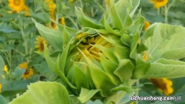 网红打卡地,顺峰山公园,既大气,又娇俏,它为什么会那么红?