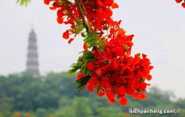 网红打卡地,顺峰山公园,既大气,又娇俏,它为什么会那么红?