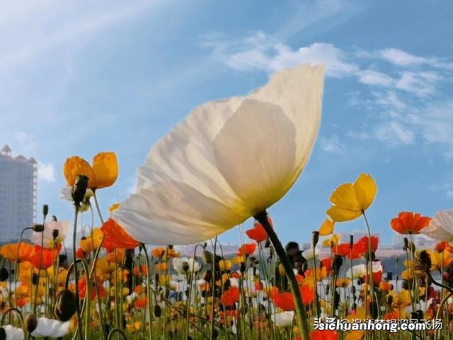 网红打卡地,顺峰山公园,既大气,又娇俏,它为什么会那么红?