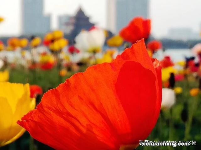 网红打卡地,顺峰山公园,既大气,又娇俏,它为什么会那么红?