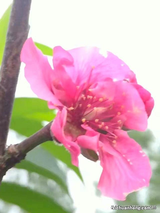 网红打卡地,顺峰山公园,既大气,又娇俏,它为什么会那么红?