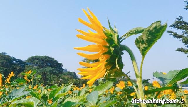 网红打卡地,顺峰山公园,既大气,又娇俏,它为什么会那么红?
